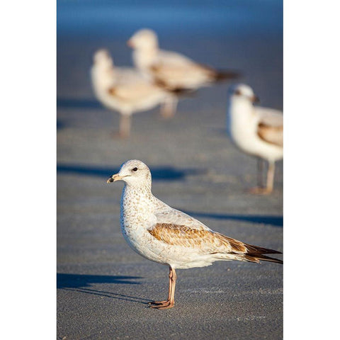 Portrait of a ring-billed gull White Modern Wood Framed Art Print by Richardson, Larry