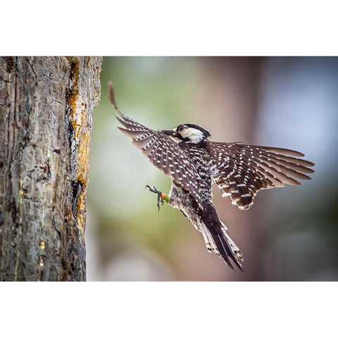 An adult red-cockaded woodpecker bring insects back to its cavity to feed chicks Black Modern Wood Framed Art Print by Richardson, Larry