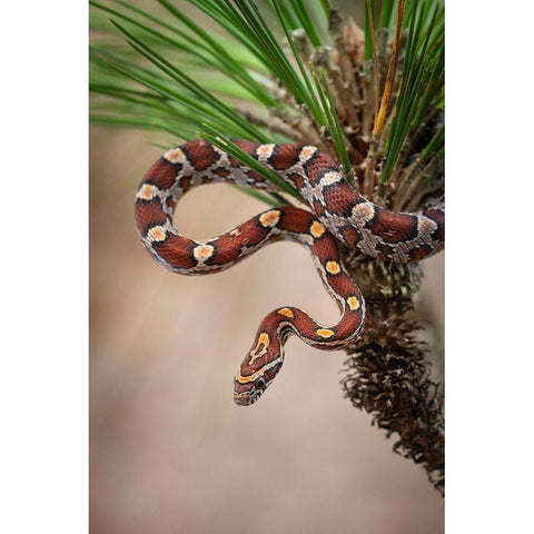 Corn Snake in long-leaf pine A docile non-venomous snake found throughout Florida  Black Modern Wood Framed Art Print by Pryor, Maresa