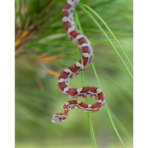 Corn Snake in long-leaf pine A docile non-venomous snake found throughout Florida White Modern Wood Framed Art Print by Pryor, Maresa
