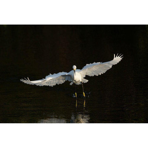 Snowy egret hunting-Green Cay Wetlands-Florida Gold Ornate Wood Framed Art Print with Double Matting by Pryor, Maresa