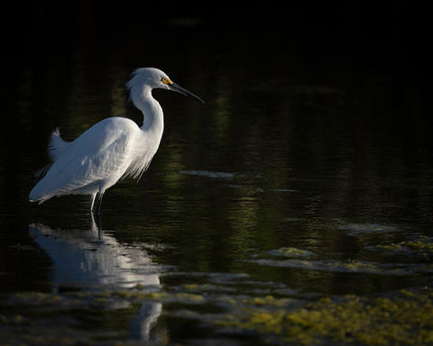 Snowy Egret hunting-Merritt Island National Wildlife Refuge-Florida White Modern Wood Framed Art Print with Double Matting by Pryor, Maresa