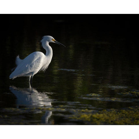 Snowy Egret hunting-Merritt Island National Wildlife Refuge-Florida Black Modern Wood Framed Art Print by Pryor, Maresa