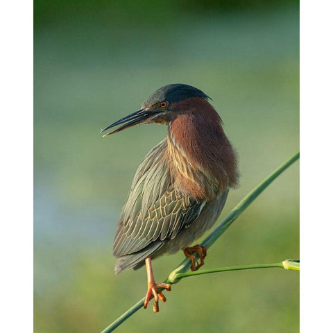 Green heron-Butorides virescens-Green Cay Wetlands-Florida White Modern Wood Framed Art Print by Pryor, Maresa