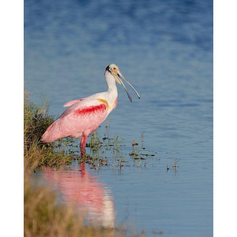 Roseate spoonbill agitated-Merritt island National Wildlife Refuge-Florida-USA White Modern Wood Framed Art Print by Pryor, Maresa