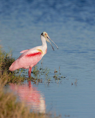 Roseate spoonbill agitated-Merritt island National Wildlife Refuge-Florida-USA White Modern Wood Framed Art Print with Double Matting by Pryor, Maresa