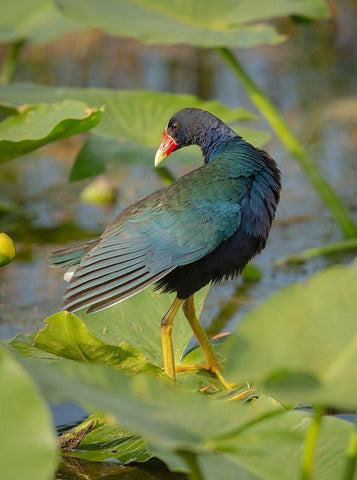 Purple gallinule-Arthur R Marshall Loxahatchee National Wildlife Refuge-Marsh Trail-Florida Black Ornate Wood Framed Art Print with Double Matting by Pryor, Maresa