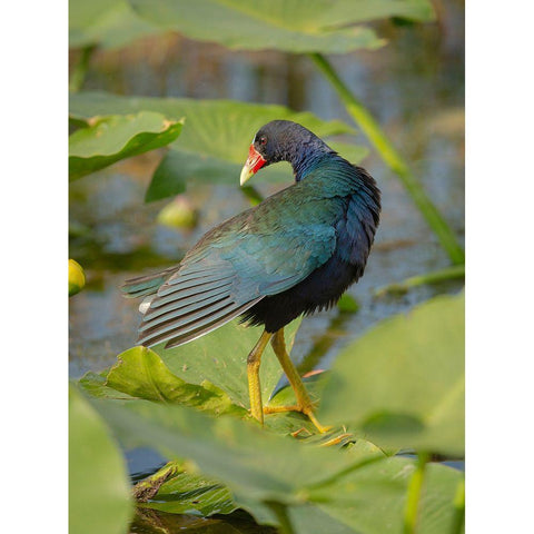 Purple gallinule-Arthur R Marshall Loxahatchee National Wildlife Refuge-Marsh Trail-Florida Black Modern Wood Framed Art Print by Pryor, Maresa