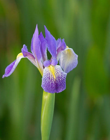 Southern blue flag iris-Iris virginica-Loxahatchee National Wildlife Refuge-Florida White Modern Wood Framed Art Print with Double Matting by Pryor, Maresa