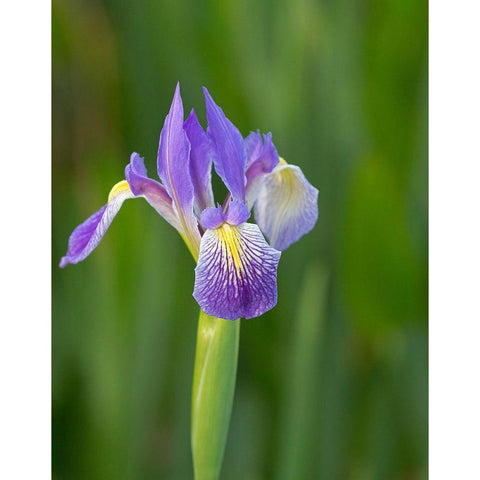 Southern blue flag iris-Iris virginica-Loxahatchee National Wildlife Refuge-Florida Black Modern Wood Framed Art Print by Pryor, Maresa