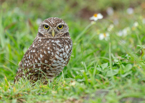 Burrowing owl-Athene cunicularia-Florida White Modern Wood Framed Art Print with Double Matting by Pryor, Maresa