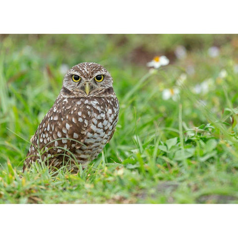 Burrowing owl-Athene cunicularia-Florida Black Modern Wood Framed Art Print by Pryor, Maresa