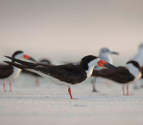 Black Skimmers on Lido Beach-Florida White Modern Wood Framed Art Print with Double Matting by Pryor, Maresa