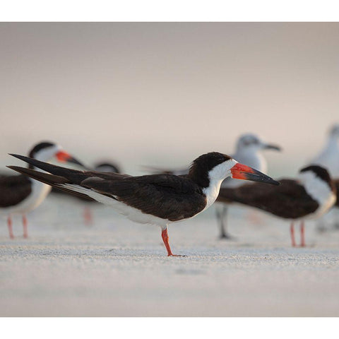 Black Skimmers on Lido Beach-Florida Black Modern Wood Framed Art Print with Double Matting by Pryor, Maresa