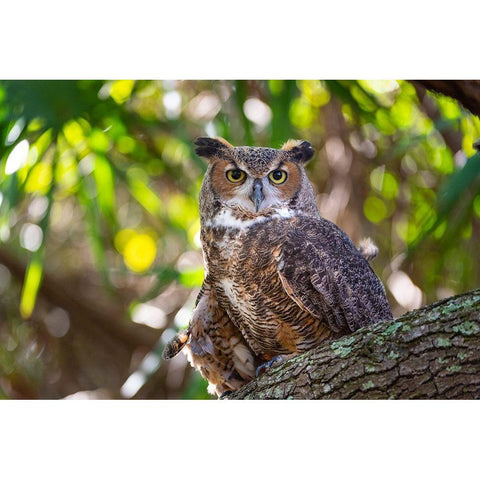 Portrait of a Great Horned Owl-perched in a tree Gold Ornate Wood Framed Art Print with Double Matting by Haddad, Sheila