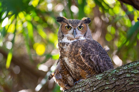 Portrait of a Great Horned Owl-perched in a tree White Modern Wood Framed Art Print with Double Matting by Haddad, Sheila