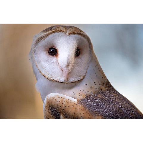 A Barn Owl-close up-looking directly on Black Modern Wood Framed Art Print with Double Matting by Haddad, Sheila