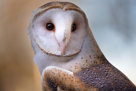 A Barn Owl-close up-looking directly on White Modern Wood Framed Art Print with Double Matting by Haddad, Sheila