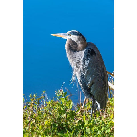 A hunched Great Blue Heron by the side of deep blue water-standing in brush Black Modern Wood Framed Art Print by Haddad, Sheila