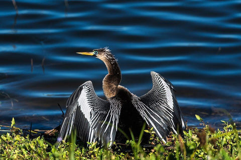 A male Anhinga-drying with wings open-mating season-the eye is ringed green/blue White Modern Wood Framed Art Print with Double Matting by Haddad, Sheila