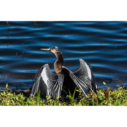 A male Anhinga-drying with wings open-mating season-the eye is ringed green/blue White Modern Wood Framed Art Print by Haddad, Sheila