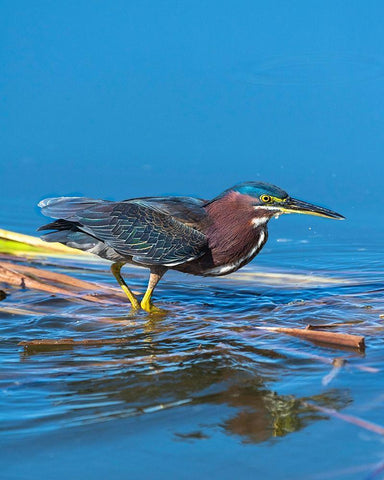 A green Heron paused as he looks for his next meal White Modern Wood Framed Art Print with Double Matting by Haddad, Sheila