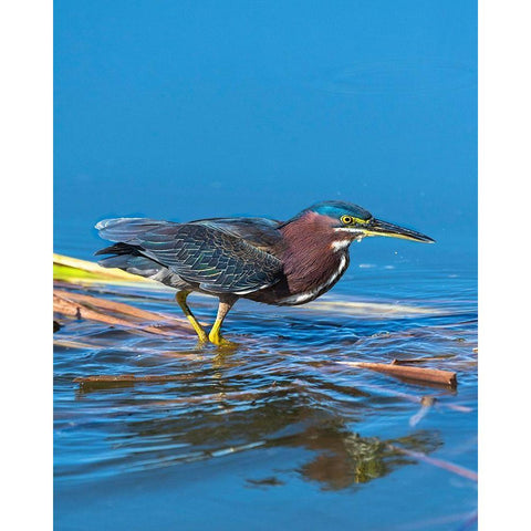 A green Heron paused as he looks for his next meal Black Modern Wood Framed Art Print with Double Matting by Haddad, Sheila