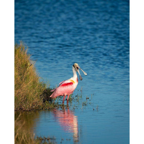 A Roseate Spoonbill standing in water calling out-sign of stress White Modern Wood Framed Art Print by Haddad, Sheila