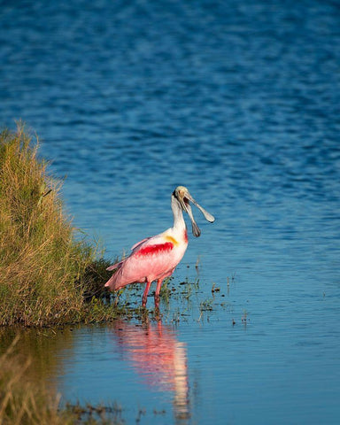 A Roseate Spoonbill standing in water calling out-sign of stress White Modern Wood Framed Art Print with Double Matting by Haddad, Sheila