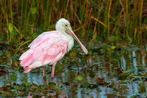 A Roseate Spoonbill standing in water in Orlando Wetlands-Florida White Modern Wood Framed Art Print with Double Matting by Haddad, Sheila