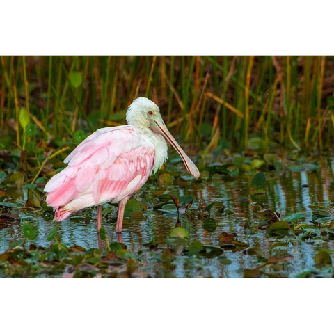 A Roseate Spoonbill standing in water in Orlando Wetlands-Florida Gold Ornate Wood Framed Art Print with Double Matting by Haddad, Sheila
