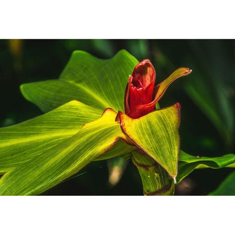 African arrowroot plant Black Modern Wood Framed Art Print by Perry, William