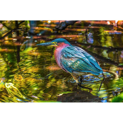 Colorful green heron fishing-Florida Gold Ornate Wood Framed Art Print with Double Matting by Perry, William
