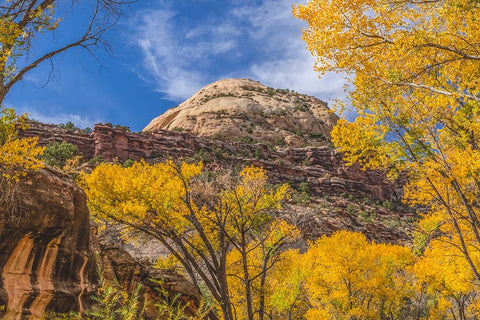 Colorful yellow cottonwood trees-Canyonlands National Park-Needles District-Utah White Modern Wood Framed Art Print with Double Matting by Perry, William