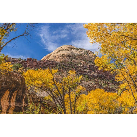 Colorful yellow cottonwood trees-Canyonlands National Park-Needles District-Utah Black Modern Wood Framed Art Print by Perry, William