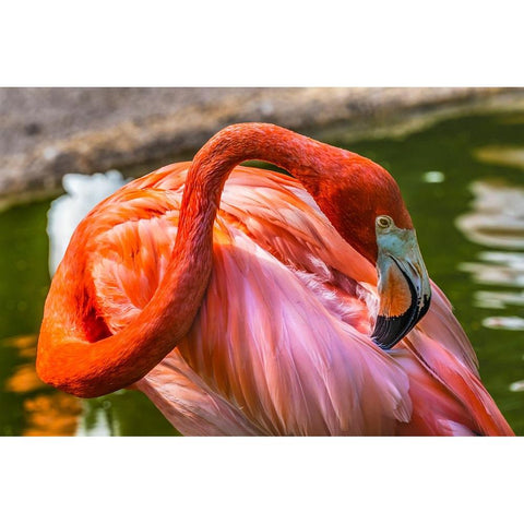 Colorful American Caribbean Flamingo-Florida White Modern Wood Framed Art Print by Perry, William