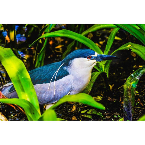 Colorful black crowned night heron fishing-Florida Gold Ornate Wood Framed Art Print with Double Matting by Perry, William