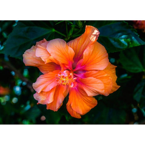 Tropical hibiscus flowers-Florida-Tropical hibiscus has many varieties Black Modern Wood Framed Art Print by Perry, William