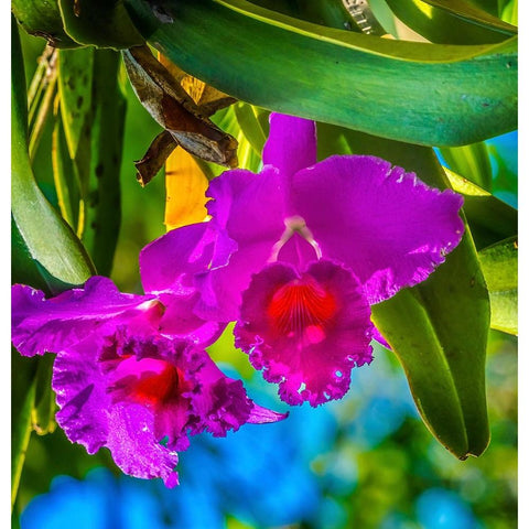 Tropical flowers-Florida Black Modern Wood Framed Art Print with Double Matting by Perry, William