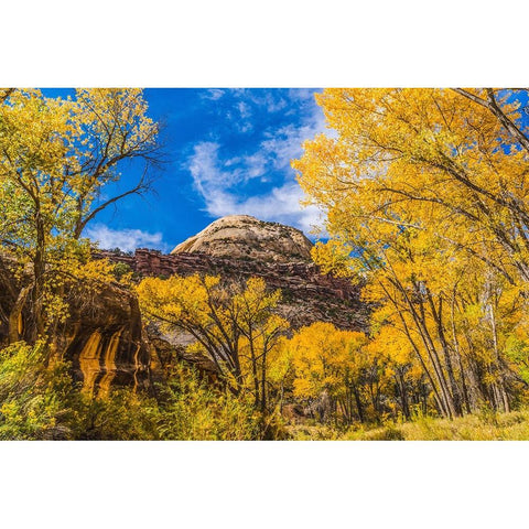 Colorful yellow cottonwood trees-Canyonlands National Park-Needles District-Utah White Modern Wood Framed Art Print by Perry, William