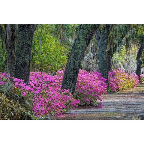 Rural road with azaleas and live oaks lining roadway-Bonaventure Cemetery-Savannah-Georgia Black Modern Wood Framed Art Print by Jones, Adam