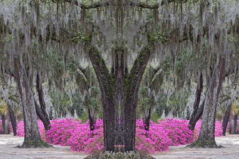 Live oak trees draped in Spanish moss and azaleas in full bloom in spring-Bonaventure Cemetery Black Ornate Wood Framed Art Print with Double Matting by Jones, Adam
