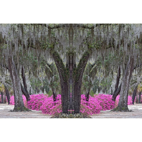 Live oak trees draped in Spanish moss and azaleas in full bloom in spring-Bonaventure Cemetery Black Modern Wood Framed Art Print by Jones, Adam