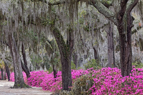 Live oak trees draped in Spanish moss and azaleas in full bloom in spring-Bonaventure Cemetery White Modern Wood Framed Art Print with Double Matting by Jones, Adam