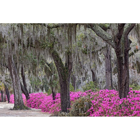 Live oak trees draped in Spanish moss and azaleas in full bloom in spring-Bonaventure Cemetery Gold Ornate Wood Framed Art Print with Double Matting by Jones, Adam