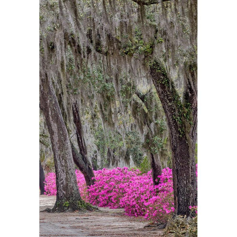 Bonaventure Cemetery-Georgia-Savannah White Modern Wood Framed Art Print by Jones, Adam
