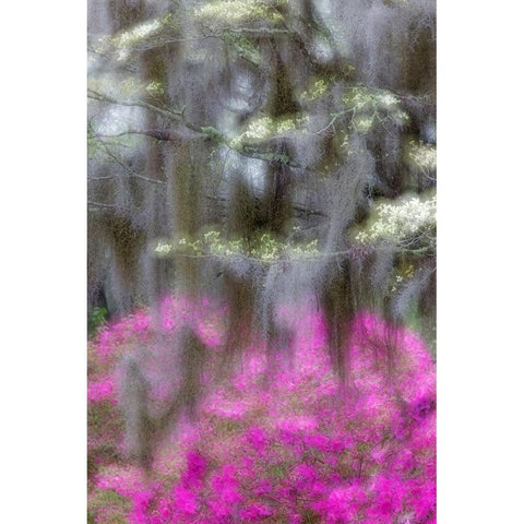 Soft focus view of flowering dogwood trees and azaleas in full bloom in spring-Bonaventure Cemetery Black Modern Wood Framed Art Print by Jones, Adam