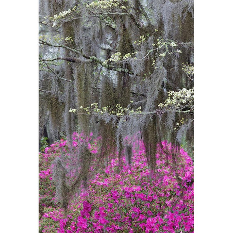 Flowering dogwood trees and azaleas in full bloom in spring-Bonaventure Cemetery-Savannah-Georgia Black Modern Wood Framed Art Print by Jones, Adam