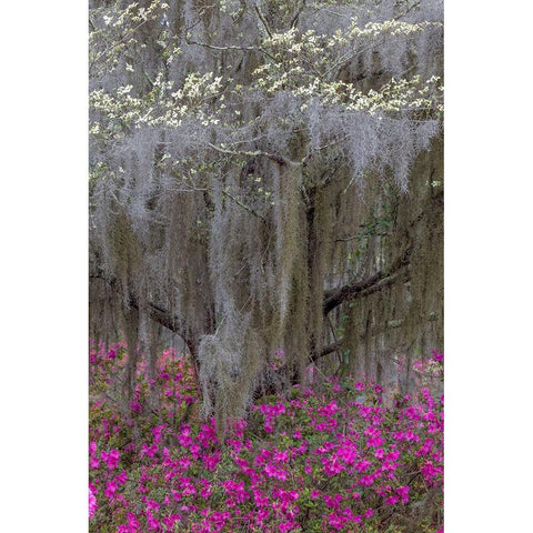 Flowering dogwood trees and azaleas in full bloom in spring-Bonaventure Cemetery-Savannah-Georgia White Modern Wood Framed Art Print by Jones, Adam