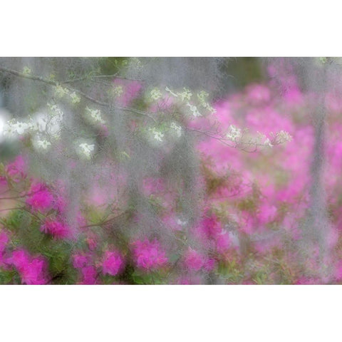 Soft focus view of flowering dogwood trees and azaleas in full bloom in spring-Bonaventure Cemetery Black Modern Wood Framed Art Print by Jones, Adam